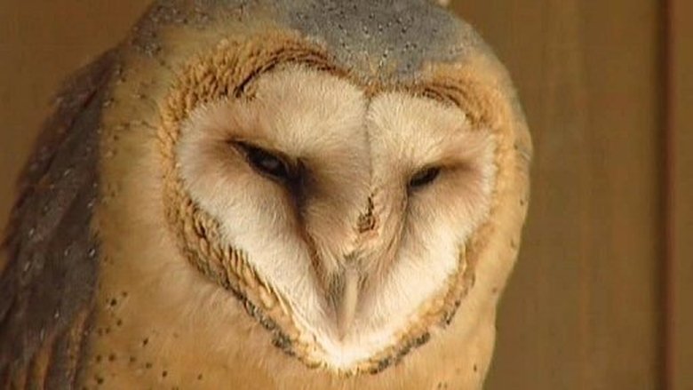 Přežili rok 2000 Sezóna 1 Epizoda 5 bombuj