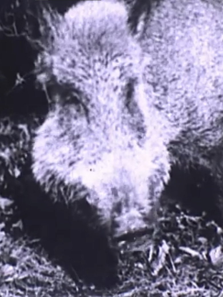 Boar Hunt backdrop preview