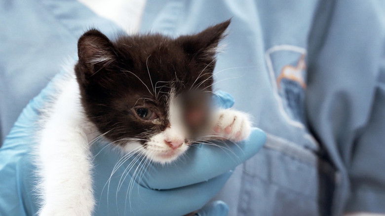 Still image for Ambulances animales season 1 episode 8: Episode 8 Still image for Ambulances animales season 1 episode 8: Episode 8