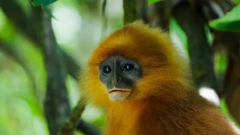 Welcome to Borneo