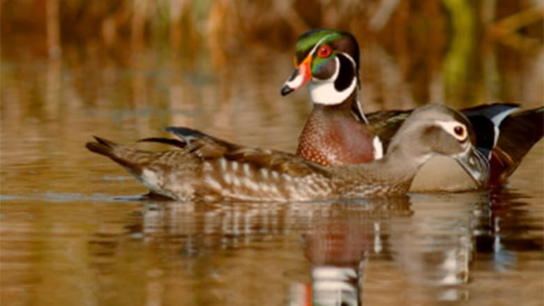 PBS Nature - An Original DUCKumentary