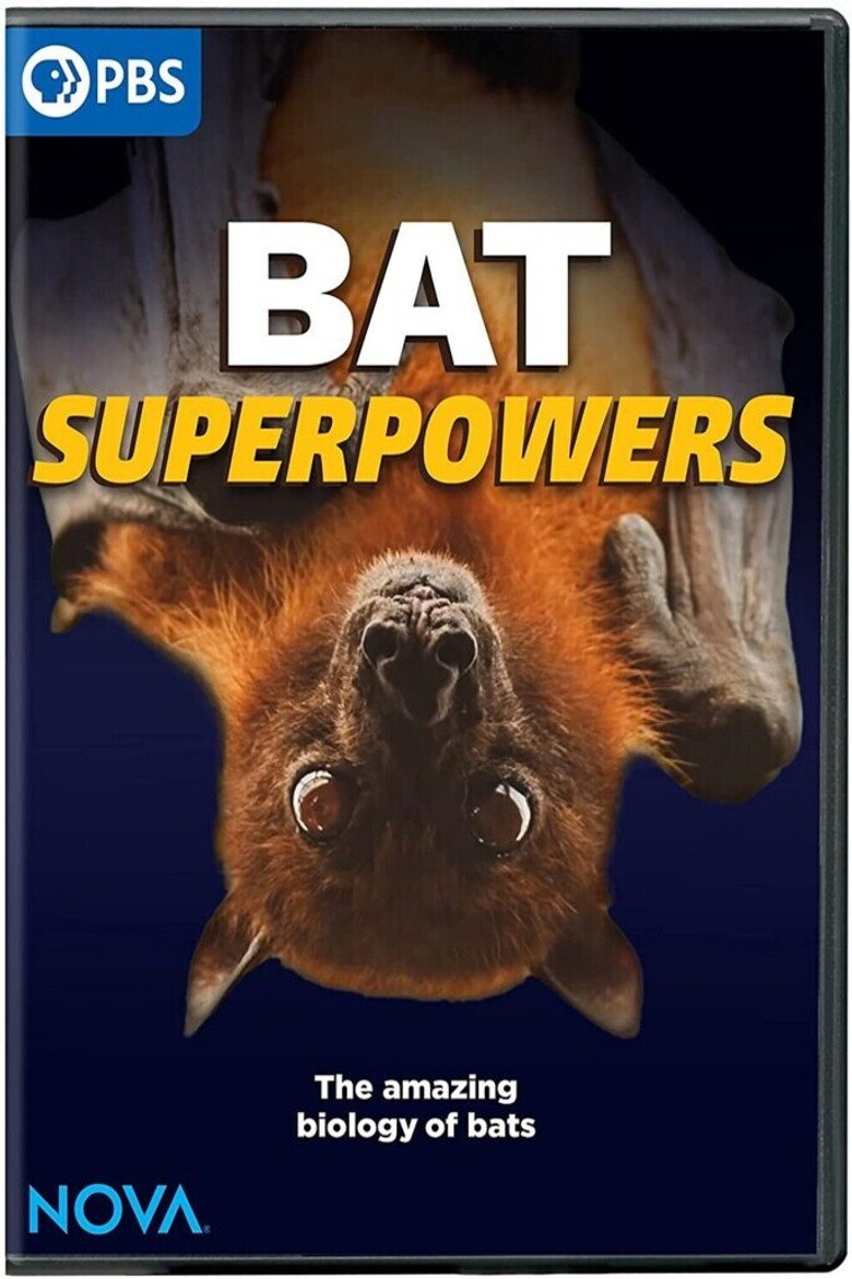 Båt