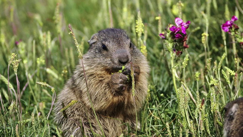Imatge de Marmottes la Guerre des Clans