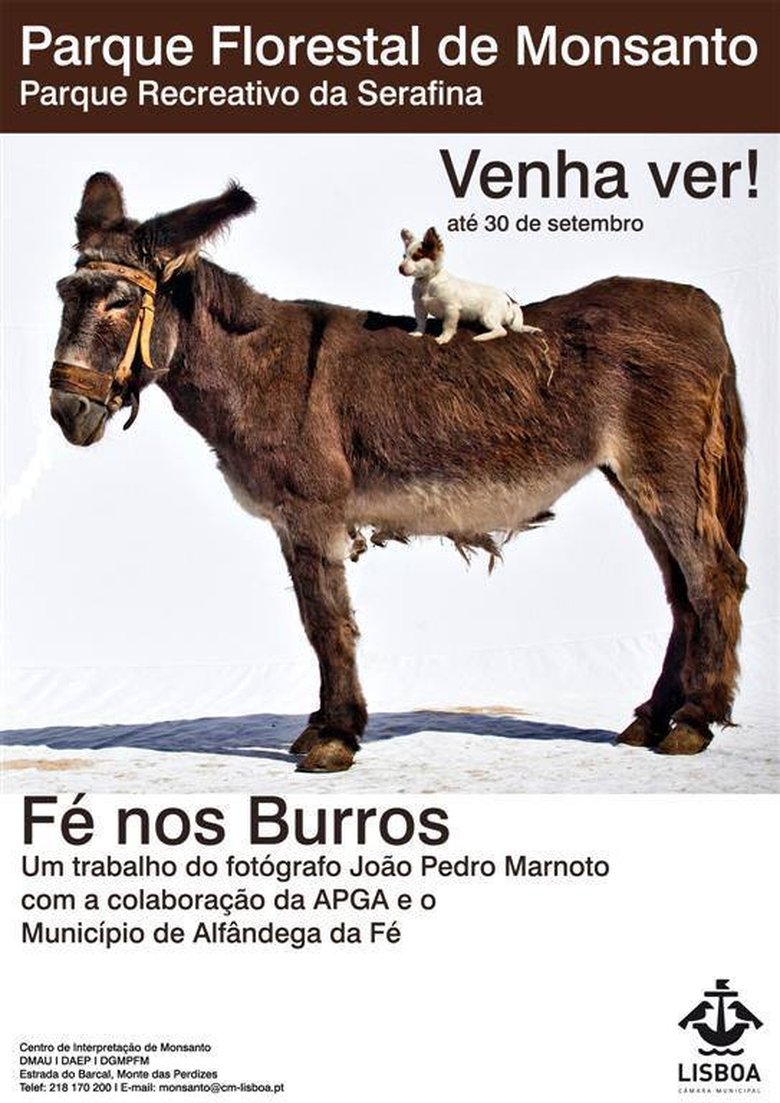 Fé nos Burros main poster