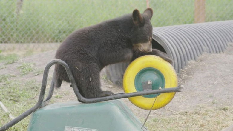 Still image for Cub Camp season 1 episode 4: Victor Goes Wild