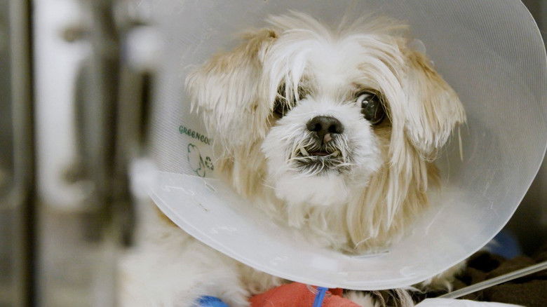 Still image for Ambulances animales season 1 episode 16: Episode 16 Still image for Ambulances animales season 1 episode 16: Episode 16