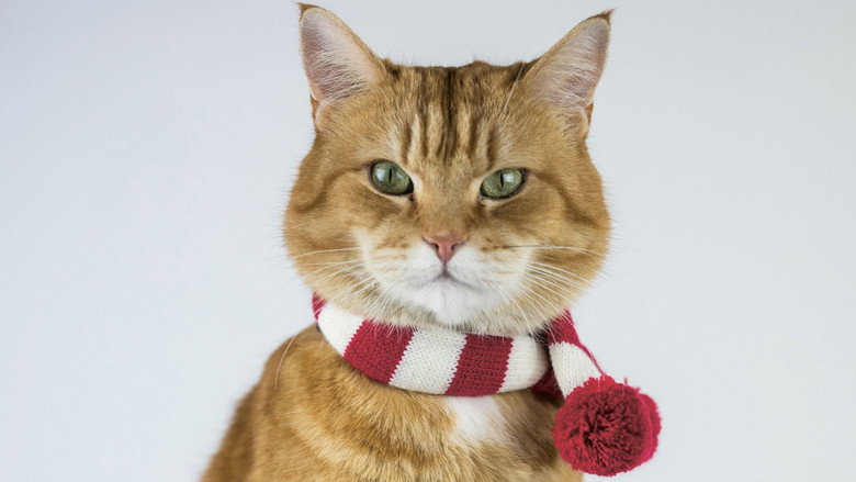 Backdrop de Bob The Cat Collection