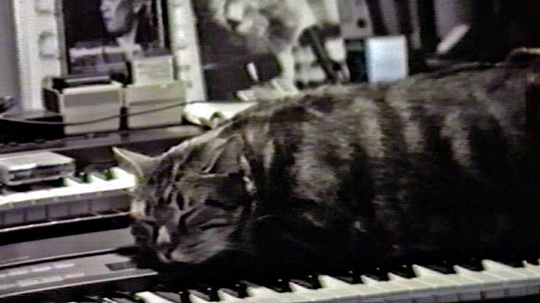 Cat Listening to Music main backdrop