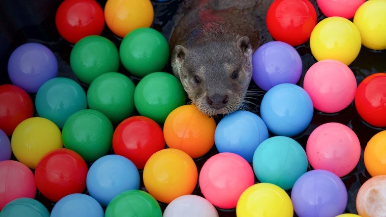 Billy & Molly: An Otter Love Story 2024