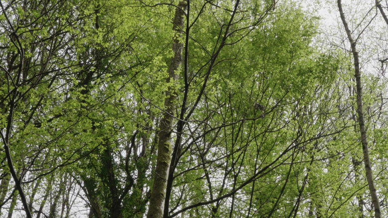 Imatge de Un regard sur l'oeuvre