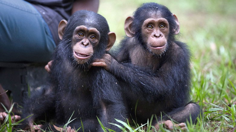 Still image for Rescued Chimpanzees of the Congo with Jane Goodall season 1 episode 5: Hope Still image for Rescued Chimpanzees of the Congo with Jane Goodall season 1 episode 5: Hope