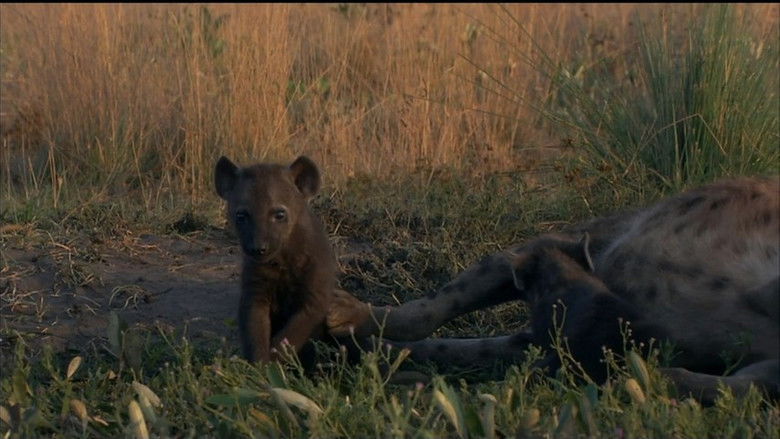 Still image for If I Were an Animal season 1 episode 35: If I Were a Hyena Still image for If I Were an Animal season 1 episode 35: If I Were a Hyena