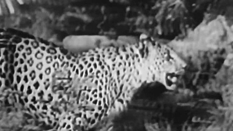 Still image for Sheena: Queen of the Jungle season 1 episode 15: The Leopard Men Still image for Sheena: Queen of the Jungle season 1 episode 15: The Leopard Men