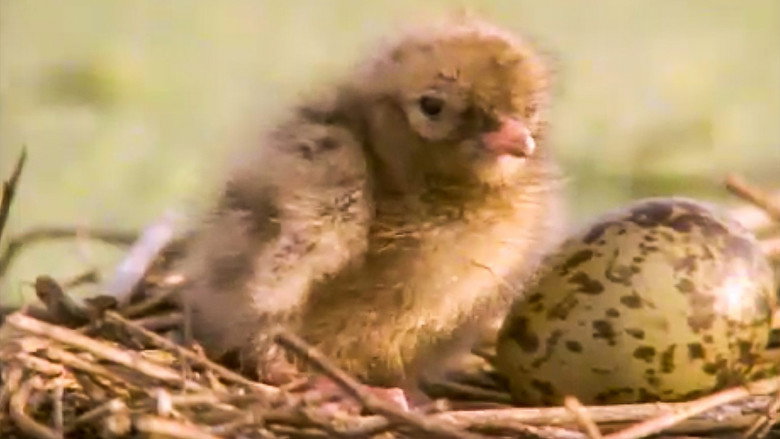 Still from The Life of Birds - Season 1 Episode 9