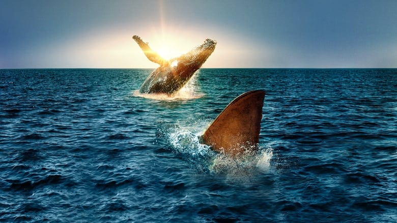 Shark Vs. Whale