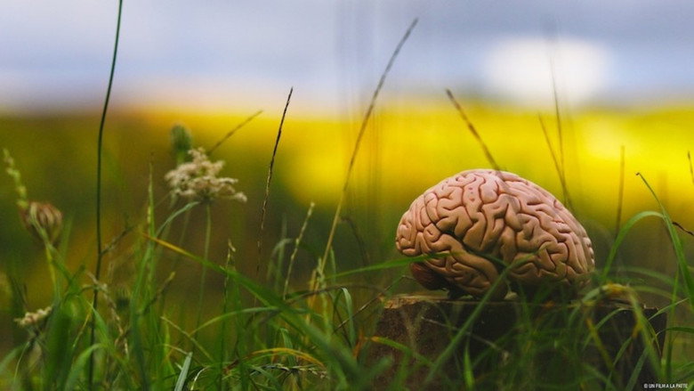 Imatge de Climat : Mon cerveau fait l'autruche