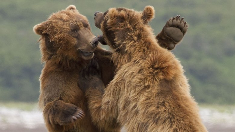 Still image for Animal Fight Night season 1 episode 2: Rumble in the USA Still image for Animal Fight Night season 1 episode 2: Rumble in the USA