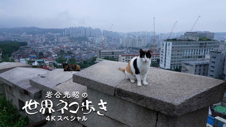 Still image for Mitsuaki Iwago's World “Cats” Travelogue season 1 episode 142: Seoul, South Korea Still image for Mitsuaki Iwago's World “Cats” Travelogue season 1 episode 142: Seoul, South Korea