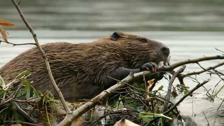 Still image for If I Were an Animal season 1 episode 49: If I Were a Beaver Still image for If I Were an Animal season 1 episode 49: If I Were a Beaver