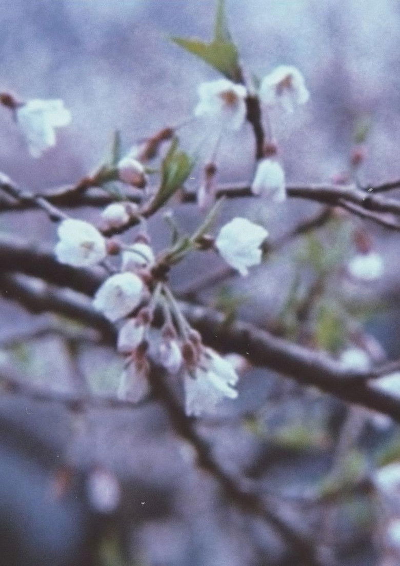 Imatge de 薄墨の桜