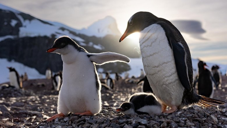 Tập 3 - Secrets of the Penguins