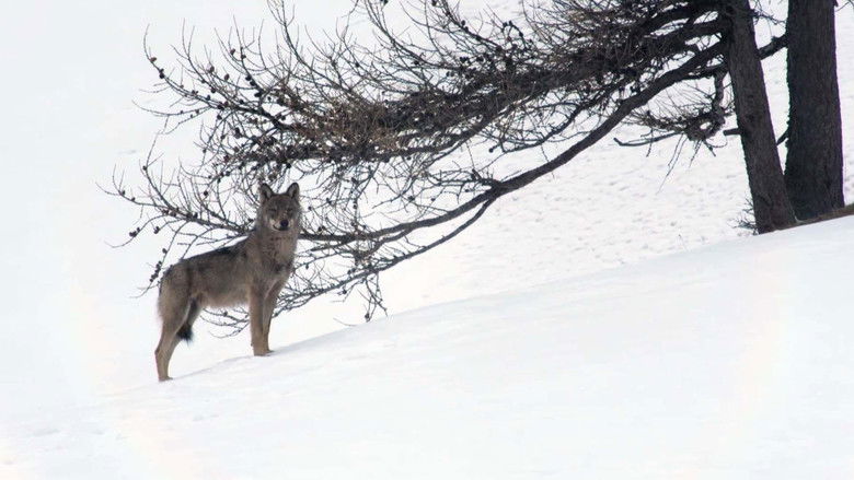 Image d'arrière-plan 9 du film Marche avec les loups