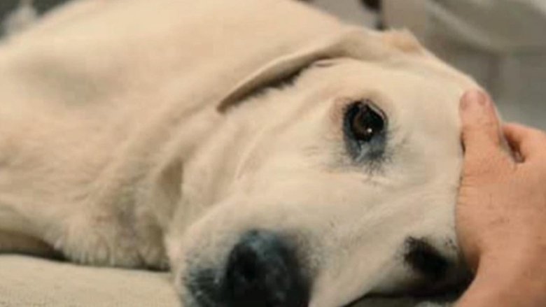 Marley & Me (2008)