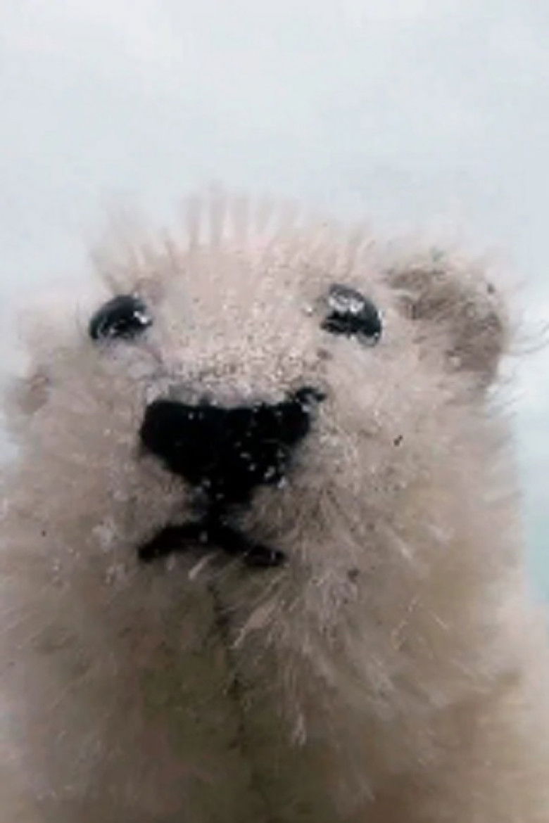 Imatge de Pizzly Bear