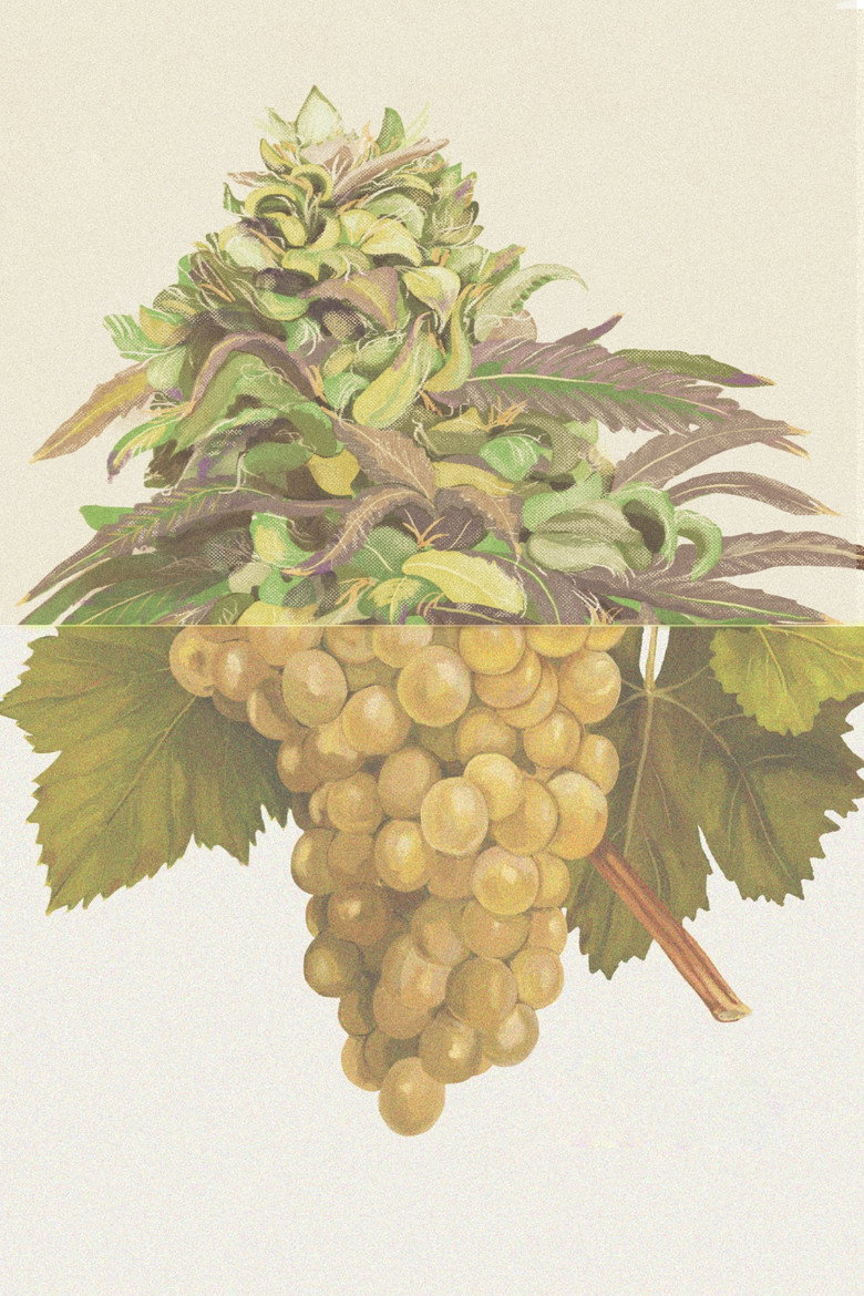 Imatge de Weed & Wine