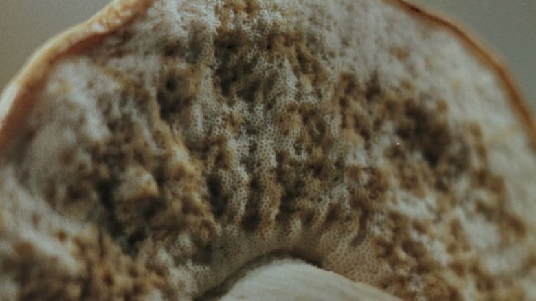 Cameraman Kõps in Mushroomland backdrop 3