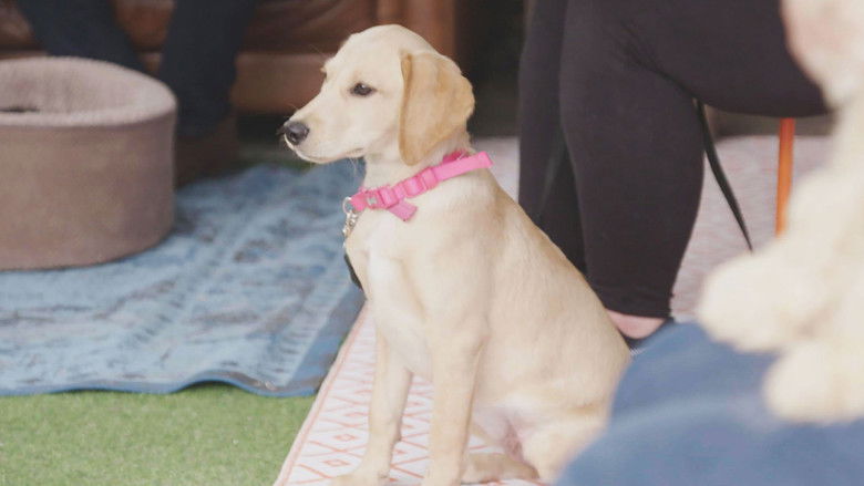 Still image for Puppy School season 1 episode 3: Episode 3