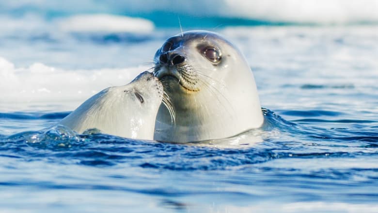 Still from Frozen Planet II - Season 1 Episode 2
