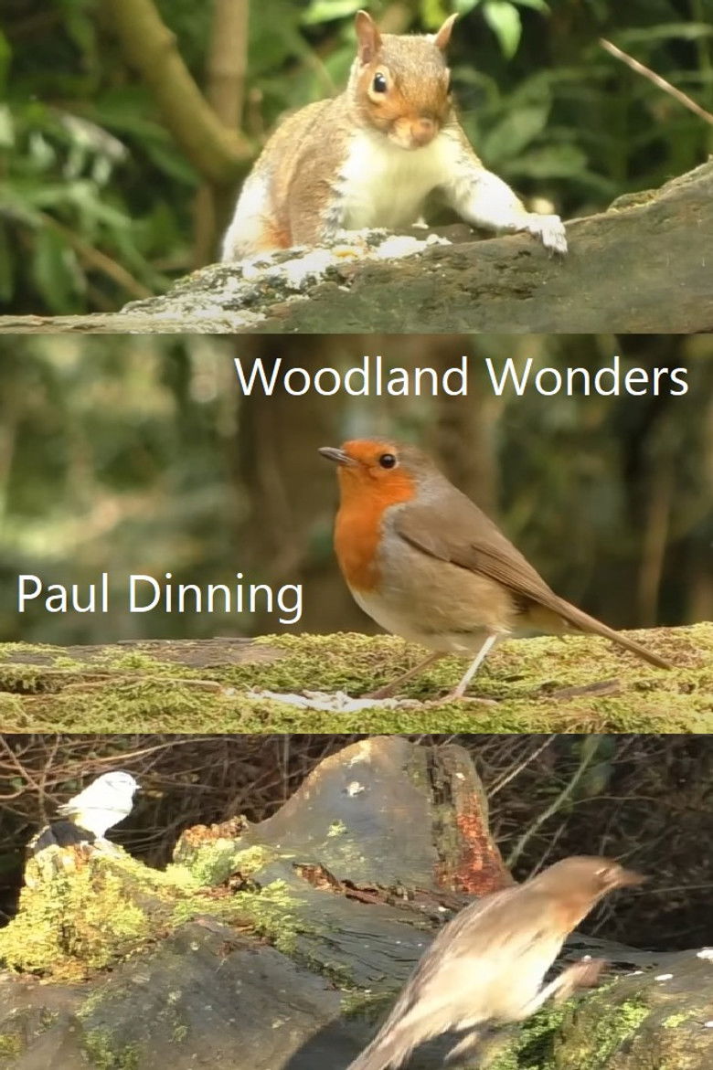 Imatge de Woodland Wonders