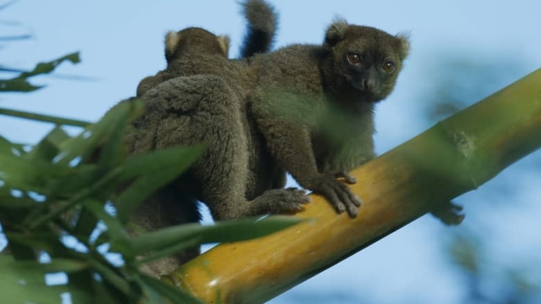 Madagascar: Bí Ẩn Đảo Galapagos