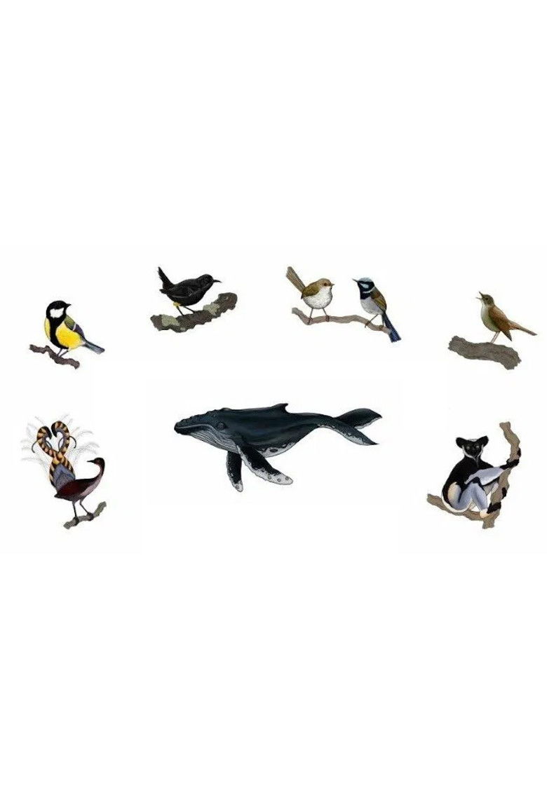 Imatge de Attenborough's Wonder of Song