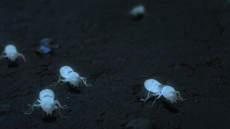 White Ant main backdrop