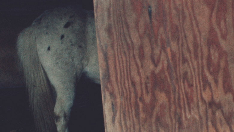 Imatge de Horseflesh