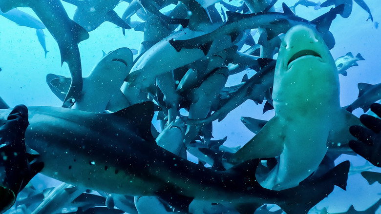 Attack of the Samurai Sharks backdrop