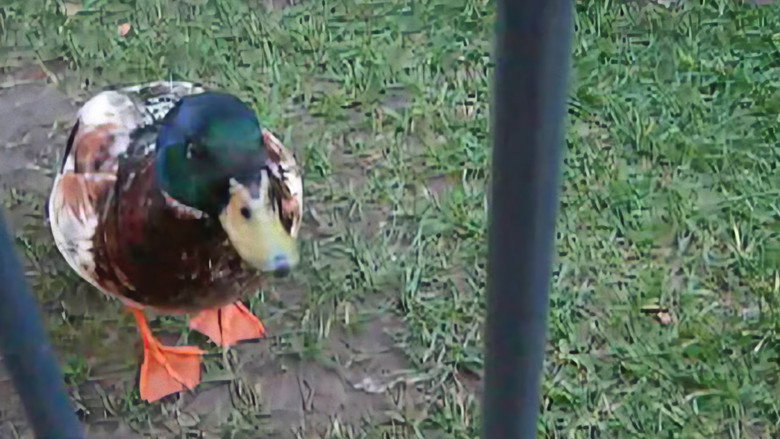 Frame from Quackers!