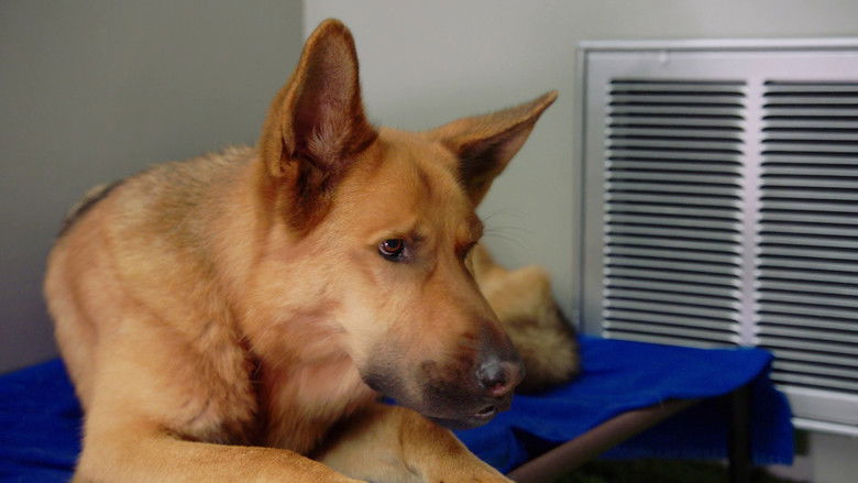 Still image for Pup Academy season 1 episode 17: The King Sting