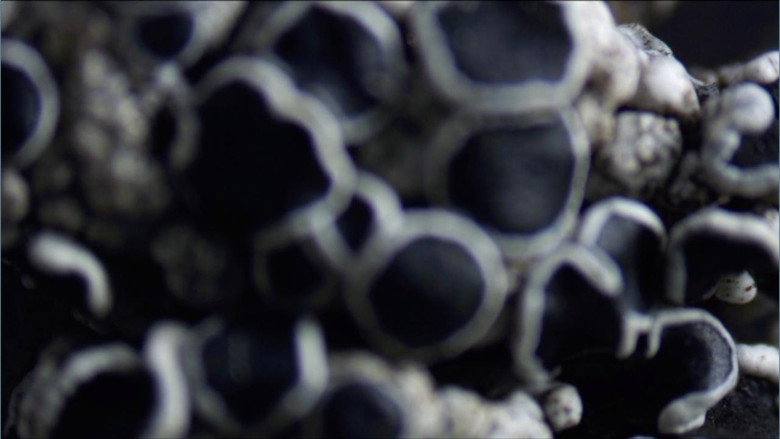 Imatge de Lavsang - Song of the Lichens