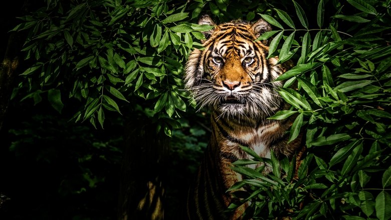 Thailand’s Wild Cats