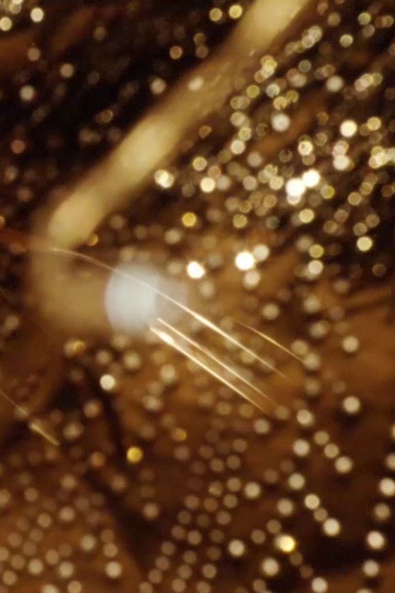 Imatge de Lamentations