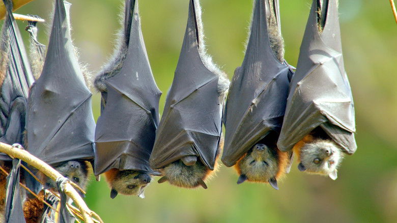 Still image for Secrets of Wild Australia season 1 episode 4: The Flying Fox Still image for Secrets of Wild Australia season 1 episode 4: The Flying Fox