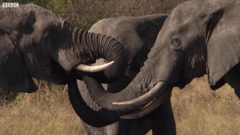 Botswana: Trouble in the Elephant Sanctuary (2019)