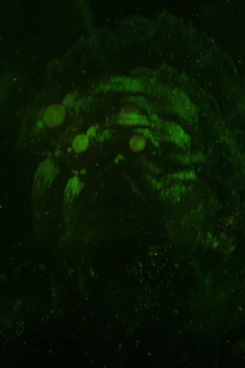 Imatge de Remember To Enjoy The Light Before It’s Gone