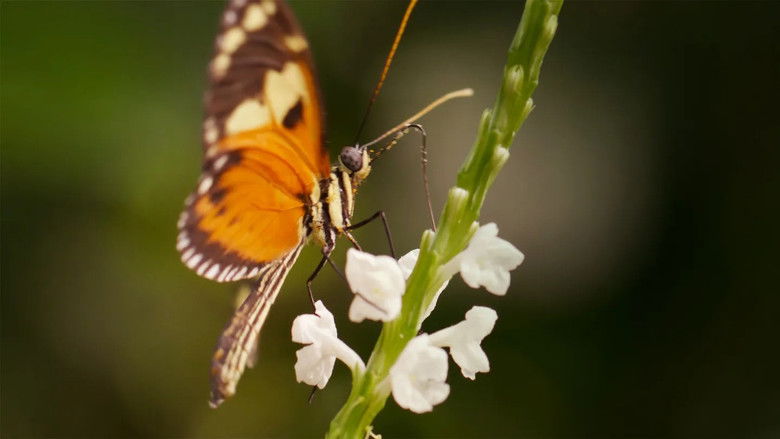 Butterflies: Superheroes of Nature