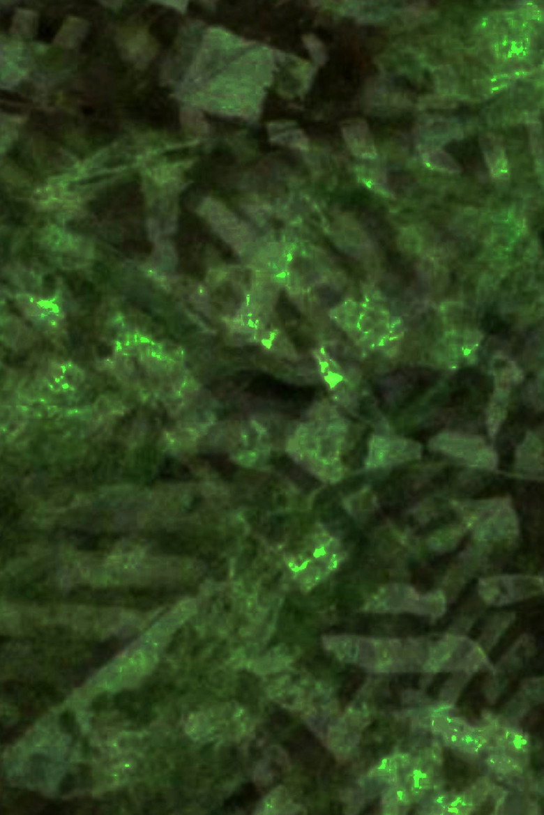 Grimpen Mire background