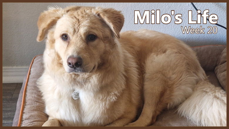 Still image for Milo's Life season 1 episode 20: Warning: Slippery Creeks | Week 20 Still image for Milo's Life season 1 episode 20: Warning: Slippery Creeks | Week 20