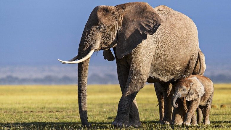 Still image for Queens season 1 episode 4: Savanna Queens Still image for Queens season 1 episode 4: Savanna Queens